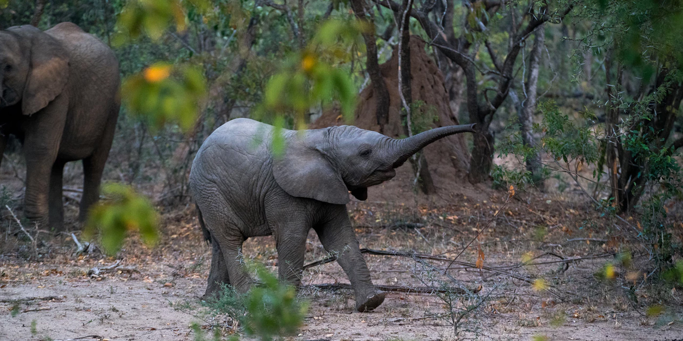 Elephants